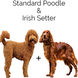 Irish Doodle Setter Dog
